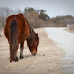 Asseteague Horses-5917.jpg