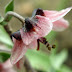 Rhinopetalum%252520gibbosum%25252c%252520tsaghkadzor%25252c%2525202012.05.05%252520%25252801%252529