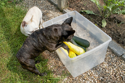 Sharkey, some of these big ones will also be cut up and fed to the chickens. They like most vegetables and it's very healthy for their diet. Sharkey, some of these big ones will also be cut up and fed to the chickens. They like most vegetables and it's very healthy for their diet.