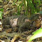 Monitor lizard