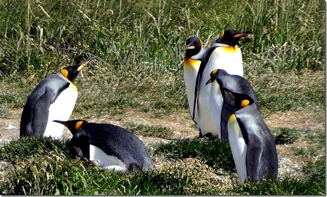 King_Penguins_DSC00998 King_Penguins_DSC00998