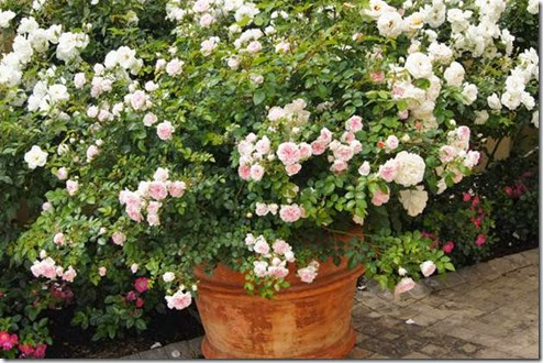 clip_image002