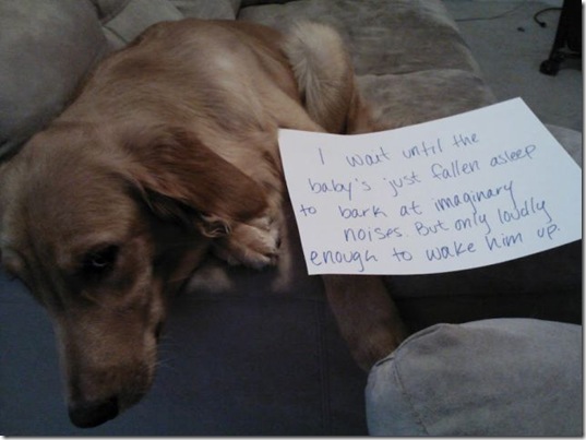 dog-shaming-bad-5