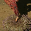 Lots of sea urchins around (as well as the odd mosquito inland) so watch your step.