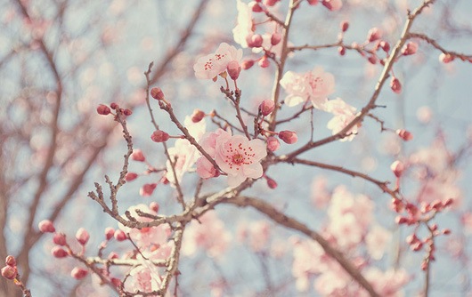 [cherry-blossom%255B4%255D.jpg]