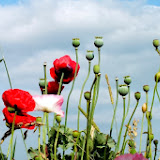 DSCF77236.jpg