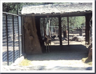 zoo 8