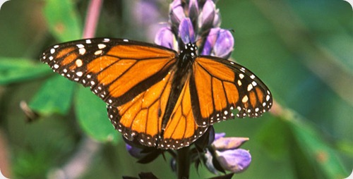 mariposa-monarca-estado-mexico-nov12