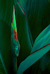 Flora