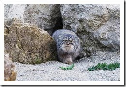 Pallas Cat