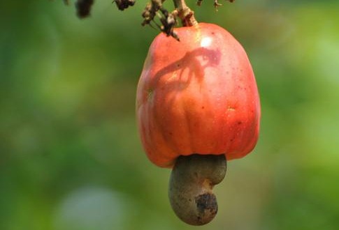 cashewnews_131 cashewnews_131