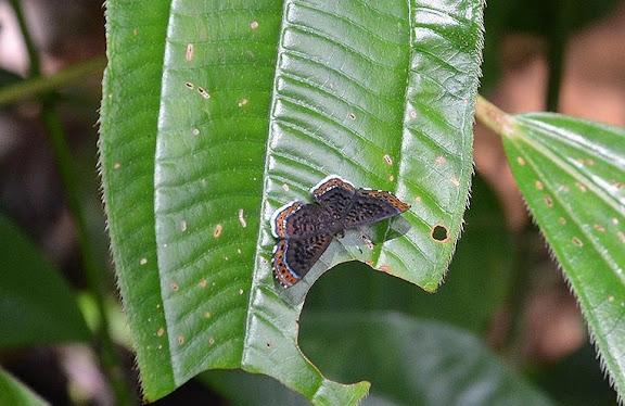 Detritivora cleonus (STOLL, 1781), femelle. Saül, novembre 2012. Photo : M. Belloin