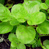 Mimulus%252520guttatus%252520002
