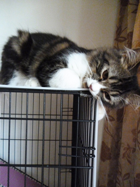 [cat%2520bite%2520string%255B4%255D.jpg]
