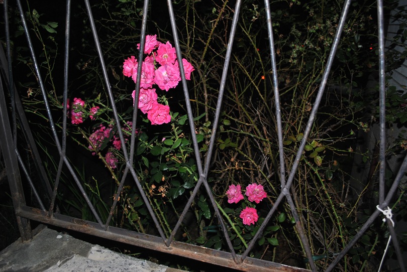 [DSC_05008.jpg]