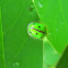 Tortoise beetle