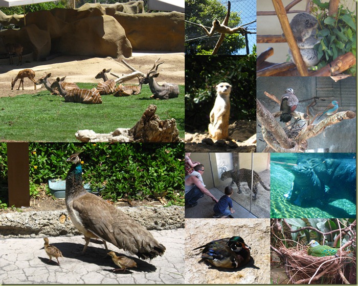 2011-05-26 San Diego Zoo with Mom