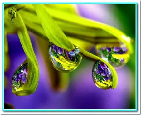 Gota de salvação Gota de salvação