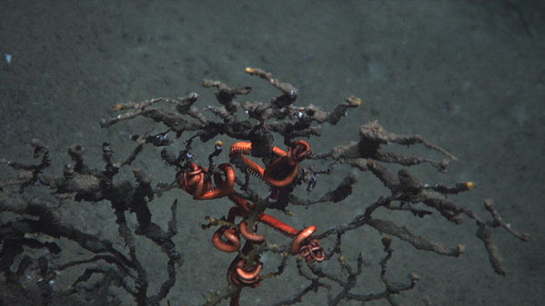 One of the impacted corals with attached brittle starfish. Although the orange tips on some branches of the coral is the color of living tissue, it is unlikely that any living tissue remains on this animal. Lophelia II 2010; NOAA OER and BOEMRE