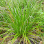 Even A Hearty Grass Has Taken Root On The Volcanic Island - Auckland, New Zealand