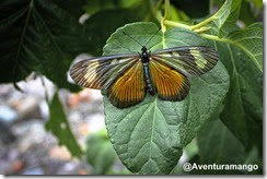 Borboleta