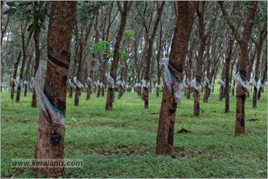 _P6A1552_www.keralapix.com _P6A1552_www.keralapix.com