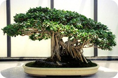 ficus_tree ficus_tree