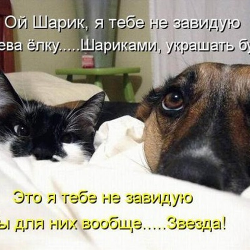 Котодром (16.12.12)