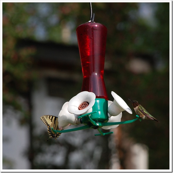 Hummingbird 2