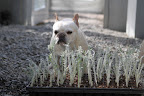Creating New Plants in the Greenhouse