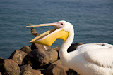 Pelican - Swakopmund, Namibia
