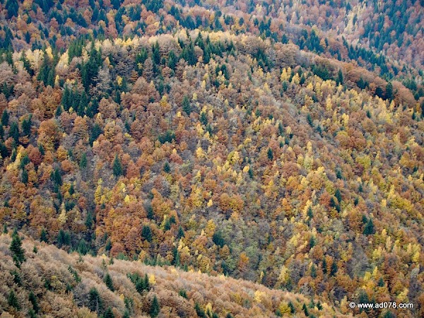 cioranga ramura de sus-7.JPG