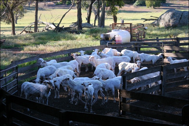 shorn sheep