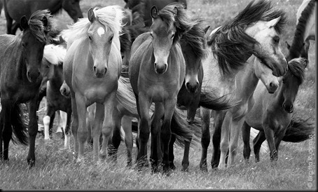 [pm_20110625_horsesBW1_thumb%255B3%255D.jpg]