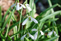 2014 március 1 alcsut redőslevelű hóvirág Galanthus plicatus (7).jpg