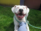 Dogs pant to exchange cooler outside air with the warm humid air in their lungs. Dogs pant to exchange cooler outside air with the warm humid air in their lungs.