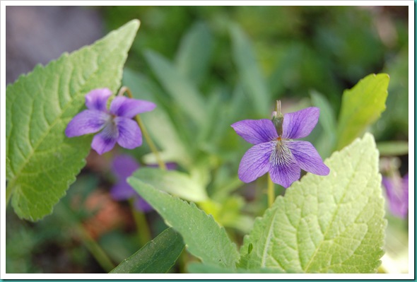 Violets and Leaves