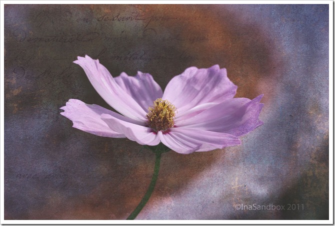 lilac-clematis-with-purple-