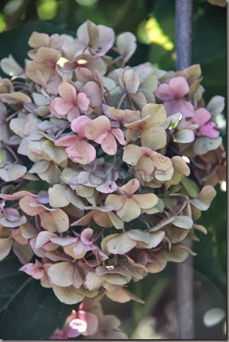 hortensia hortensia