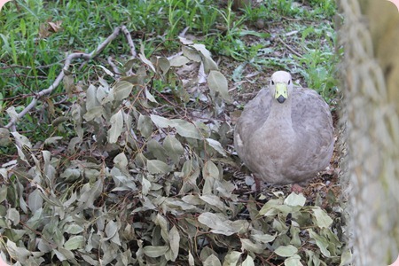 IMG_0356_resize