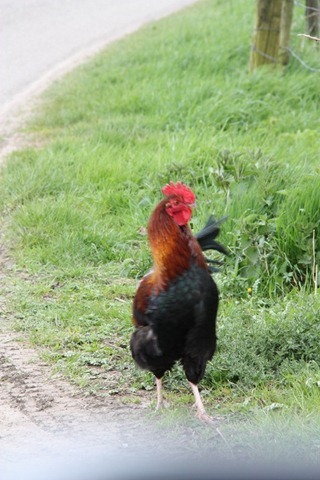 pa de haan pa de haan