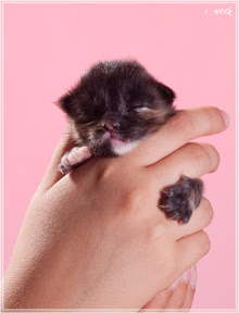 Фото котенка мейн-кун Frida возраст 1 неделя | Питомник Grey Claw`s