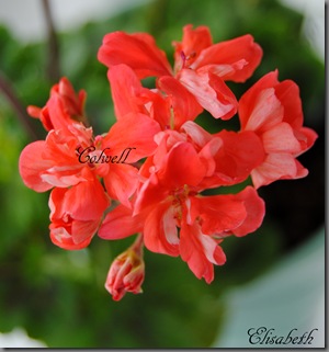 Pelargonium juni-11 210