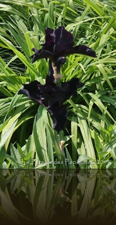IMG_4695 IMG_4695