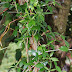 Maile - Photo (c) 104623964081378888743, some rights reserved (CC BY-NC-SA)