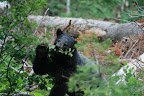 glacier_national_park_-_2009