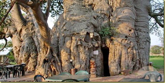 baobab-bar-musina