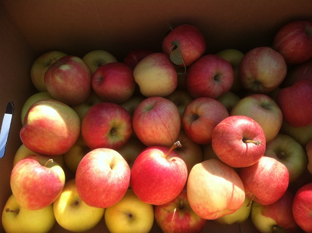 [HR%2520Apple%2520Harvest%255B2%255D.jpg]