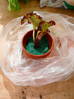 The whole thing is snugged into semi-clear produce bag. This will act as a little 'green house', keeping the foam moist and the cutting in a humid, warm atmosphere.