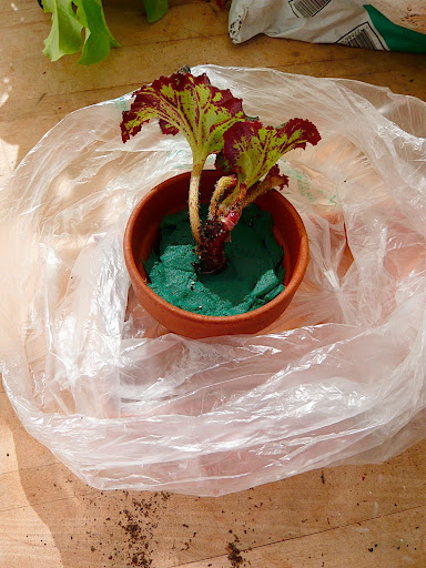 The whole thing is snugged into semi-clear produce bag. This will act as a little 'green house', keeping the foam moist and the cutting in a humid, warm atmosphere.